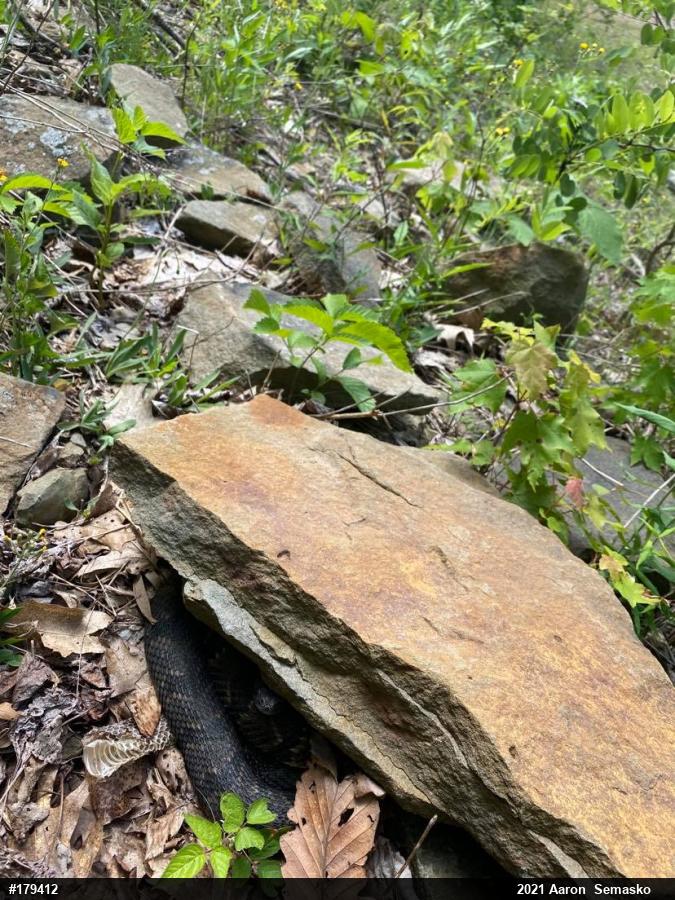 Timber Rattlesnake
