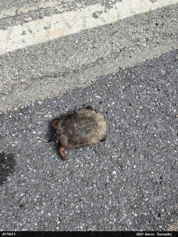 Wood Turtle