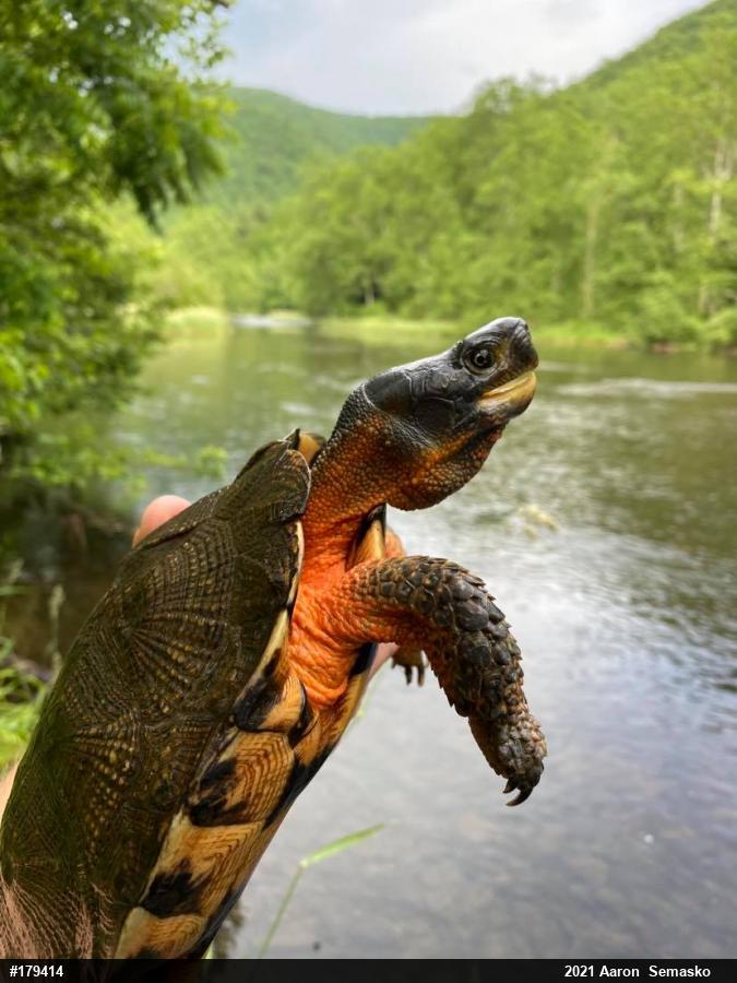 Wood Turtle
