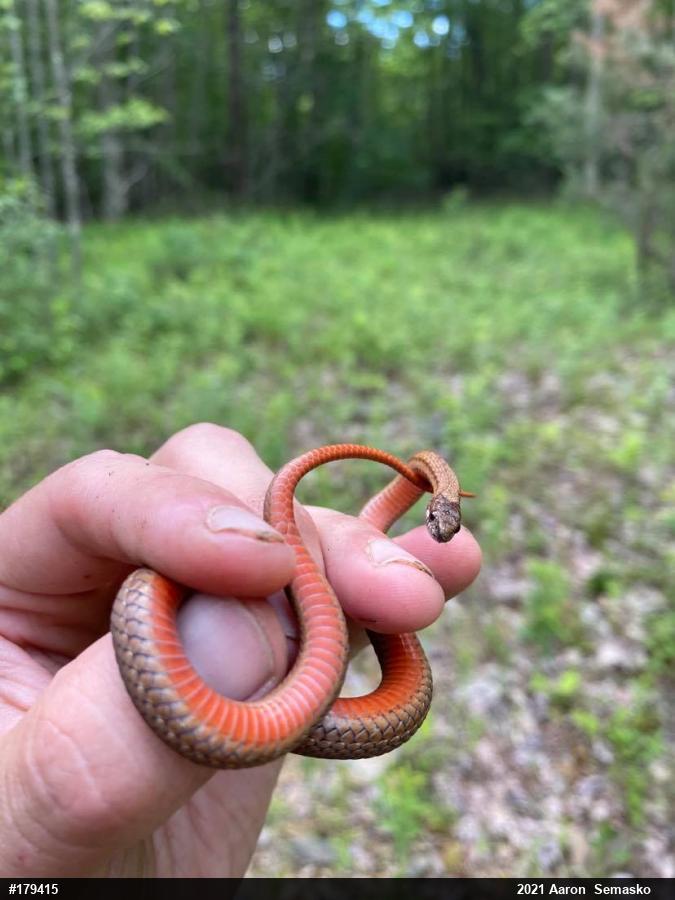 Red-bellied Snake