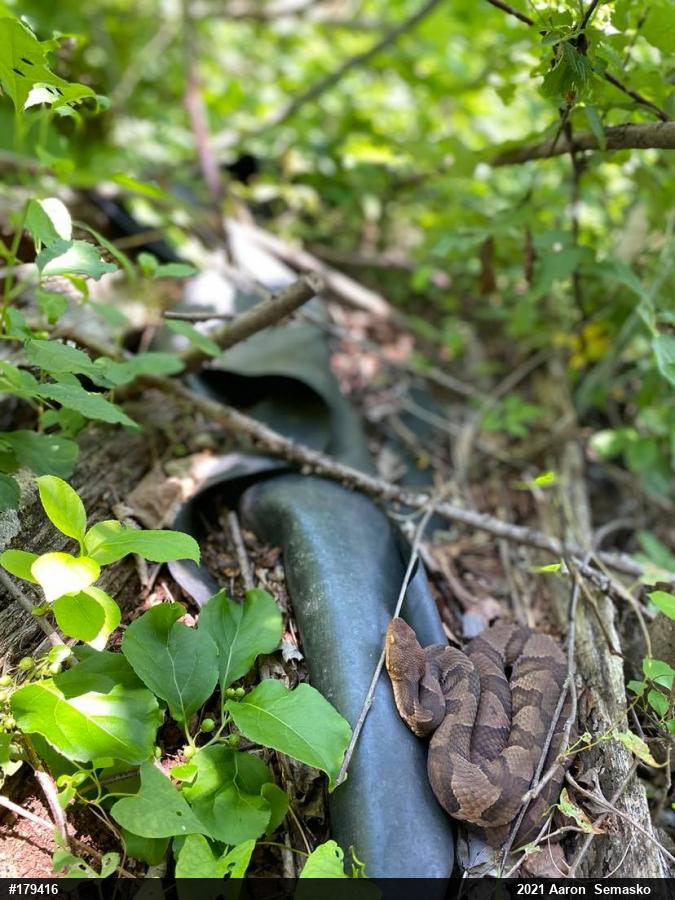 Northern Copperhead