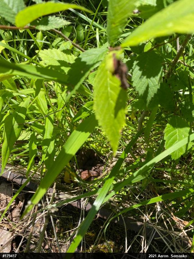 Northern Copperhead