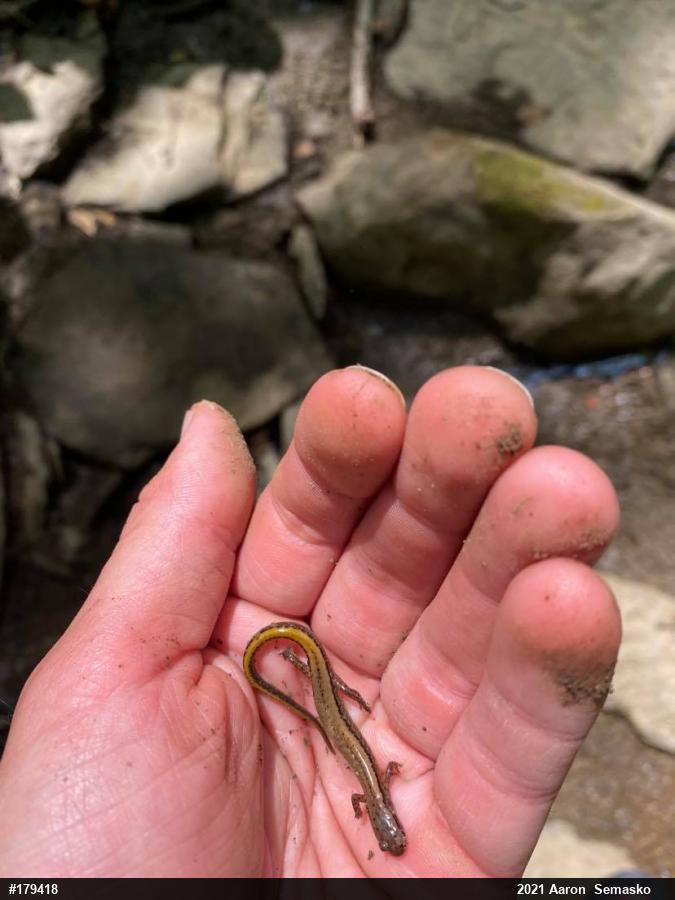 Northern Two-lined Salamander