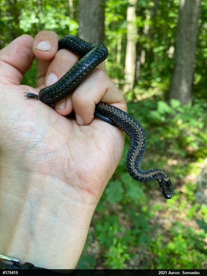 Red-bellied Snake