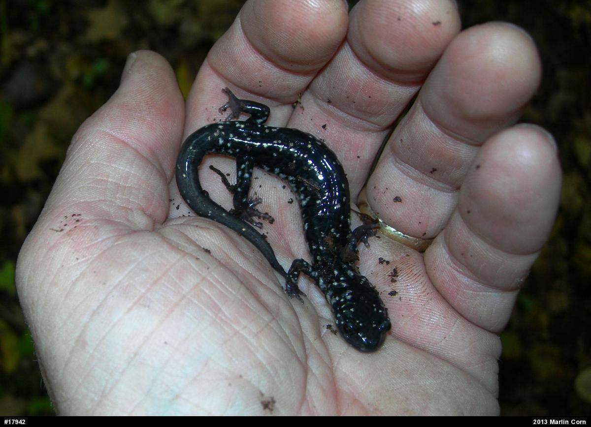 Northern Slimy Salamander