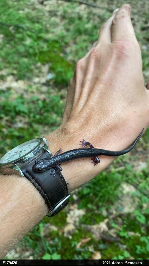 Wehrle's Salamander
