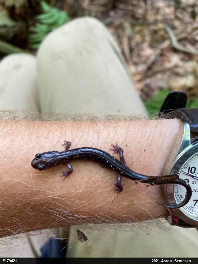 Wehrle's Salamander