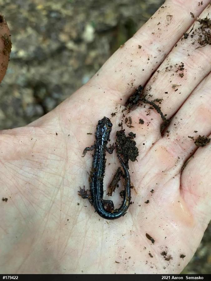 Wehrle's Salamander