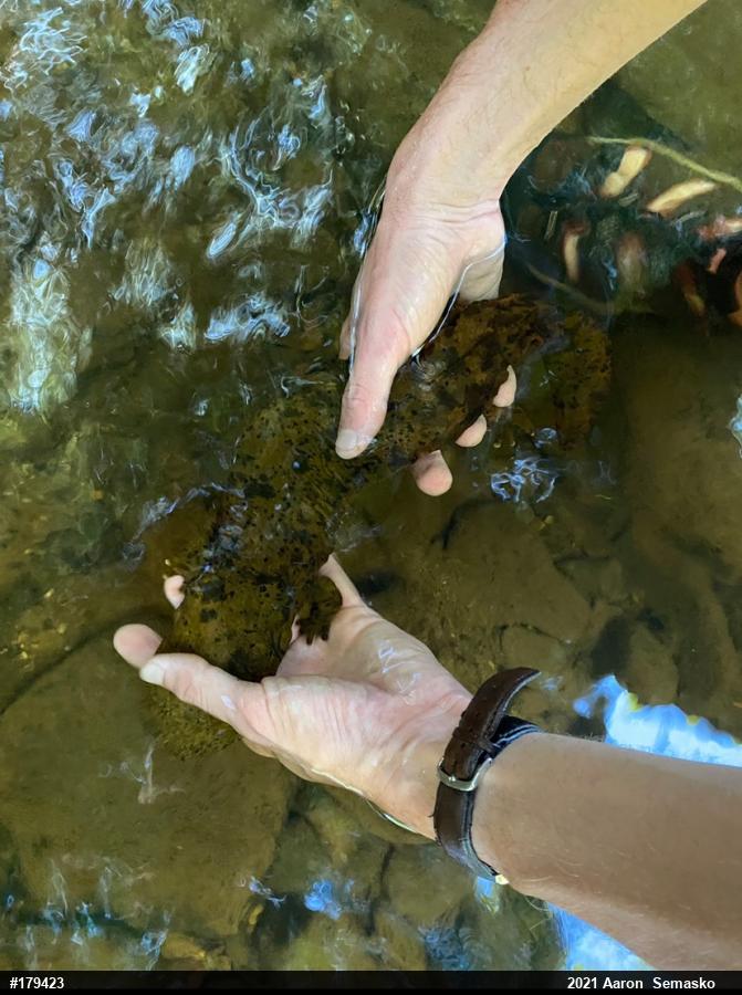 Eastern Hellbender