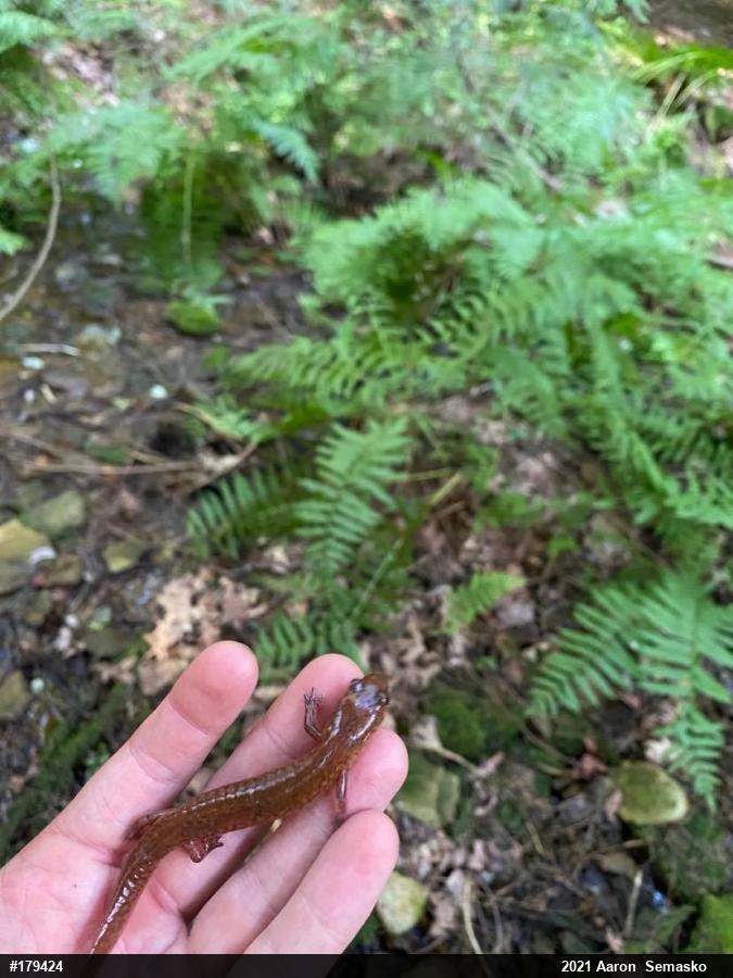 Northern Spring Salamander