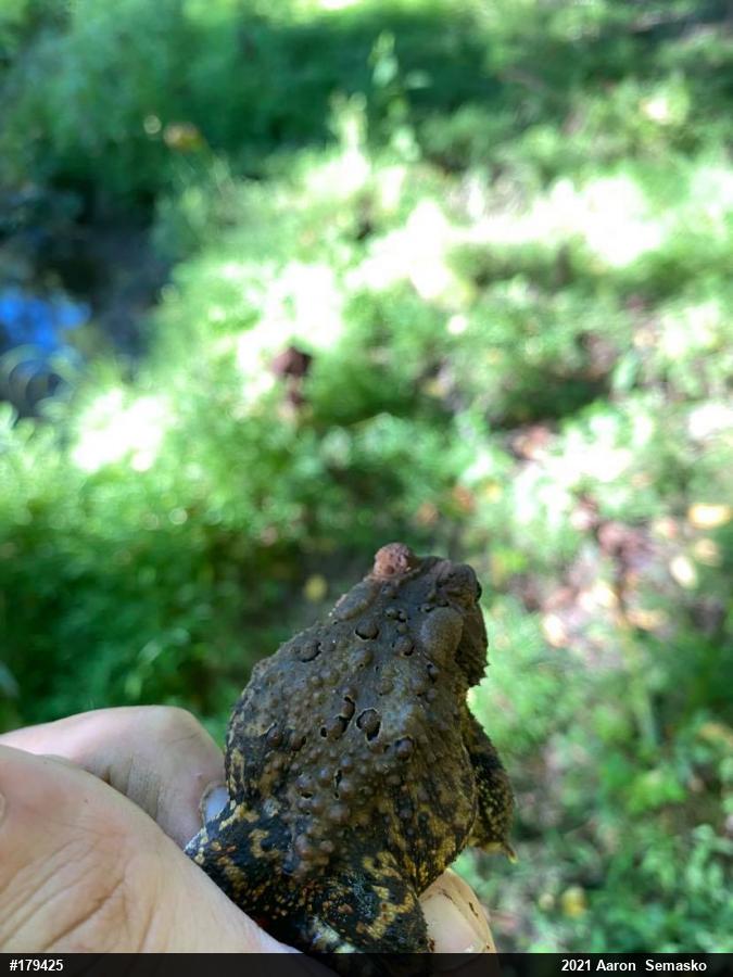 Eastern American Toad