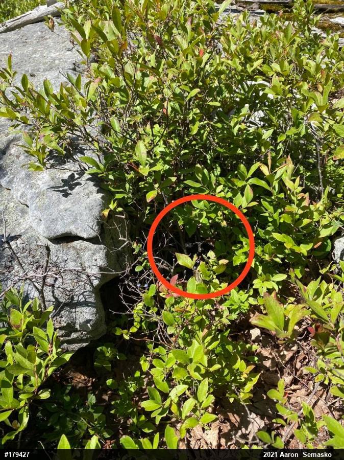 Timber Rattlesnake