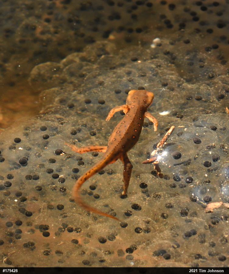 Red-spotted Newt