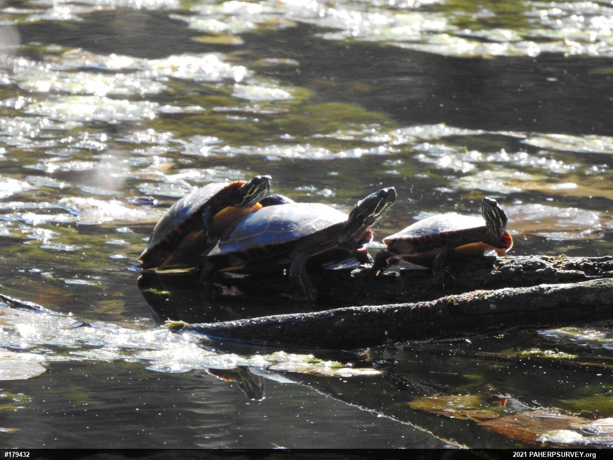 Painted Turtle