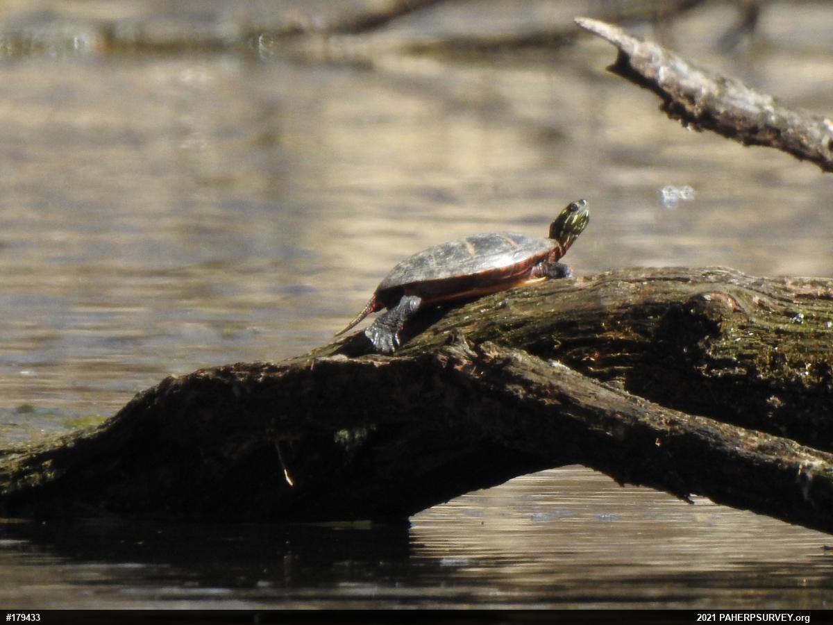Eastern Painted Turtle