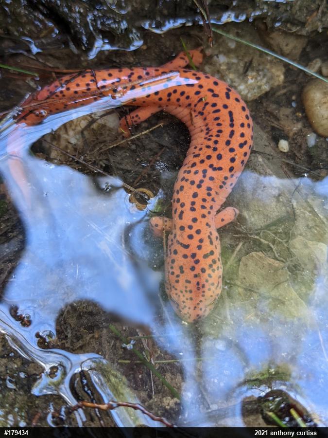 Northern Red Salamander