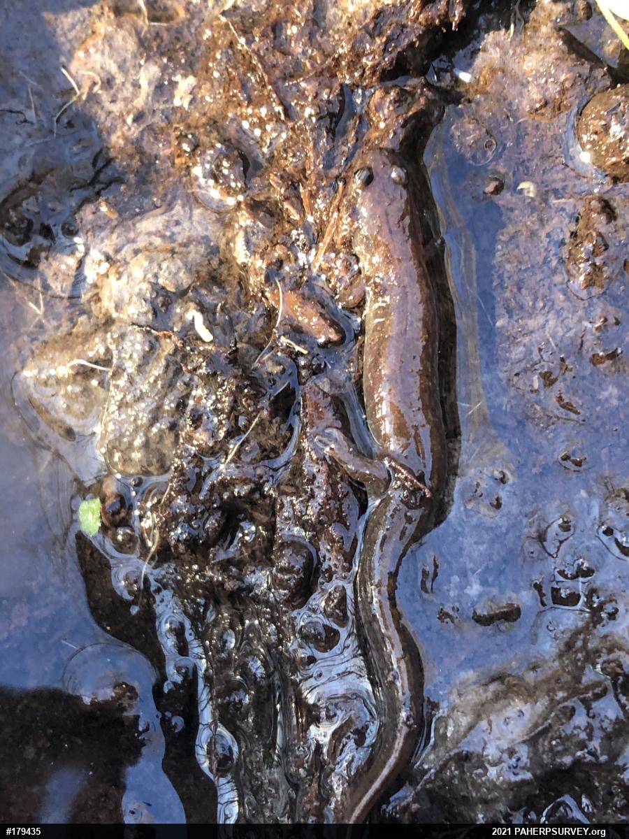 Northern Dusky Salamander
