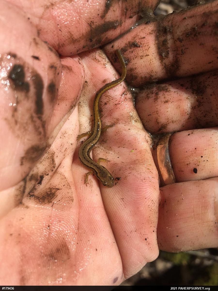 Northern Two-lined Salamander