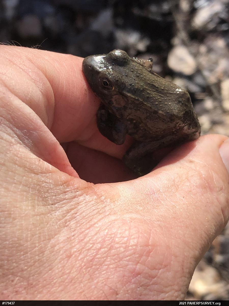 Green Frog