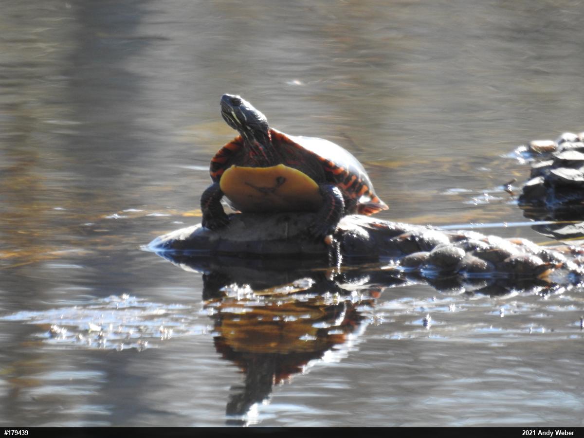 Painted Turtle