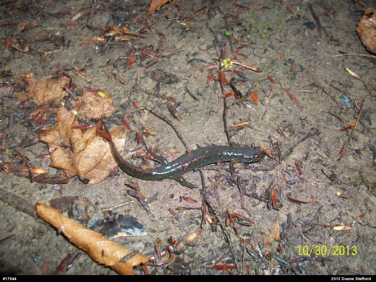 Northern Dusky Salamander