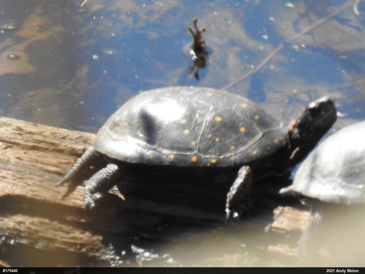 Spotted Turtle