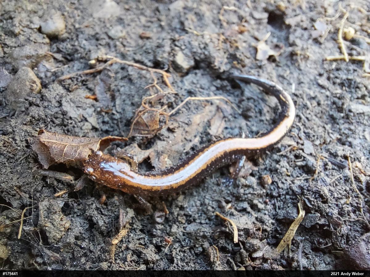 Eastern Red-backed  Salamander