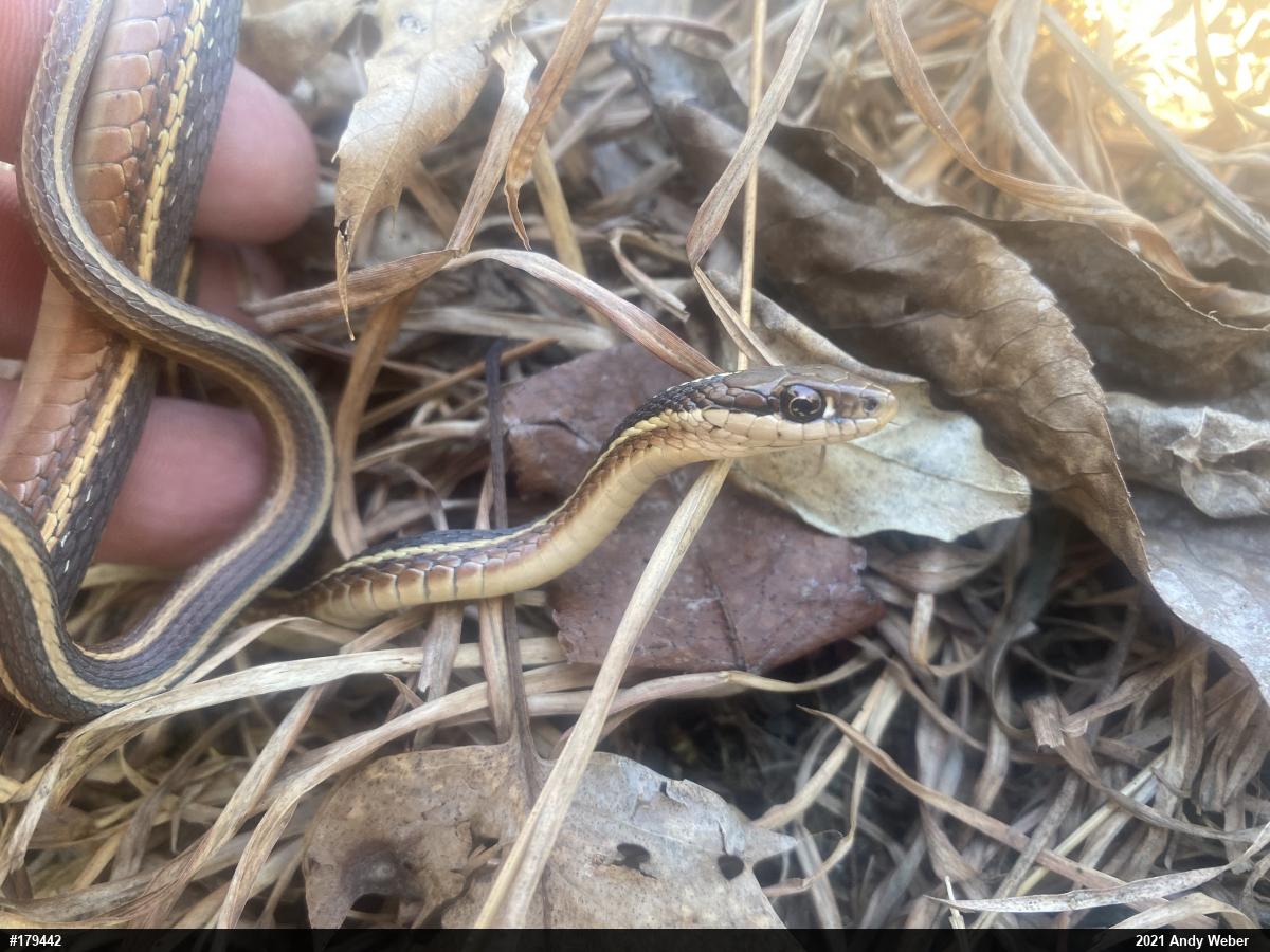 Eastern Ribbonsnake