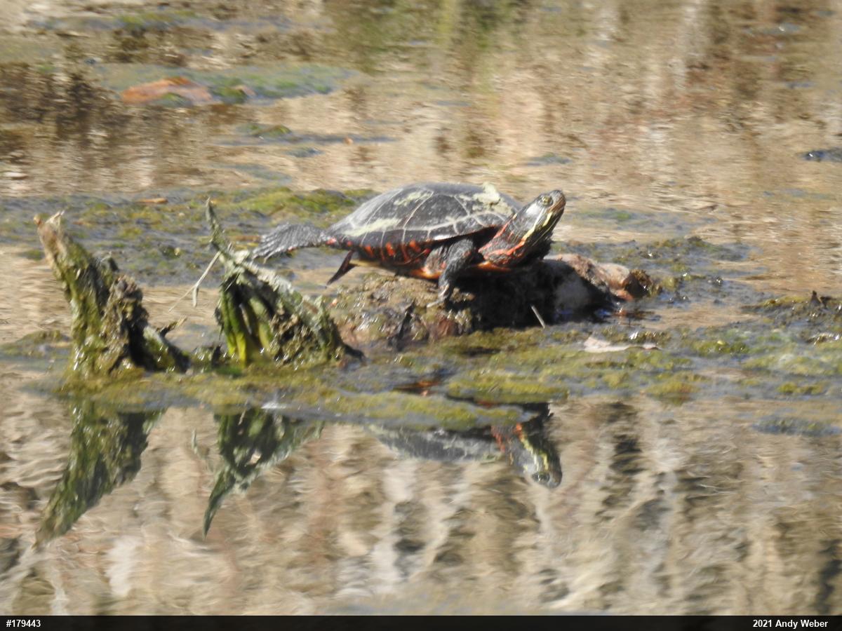 Painted Turtle