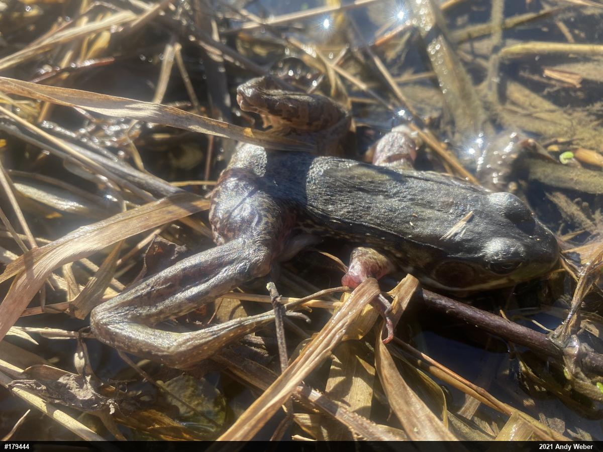 Green Frog