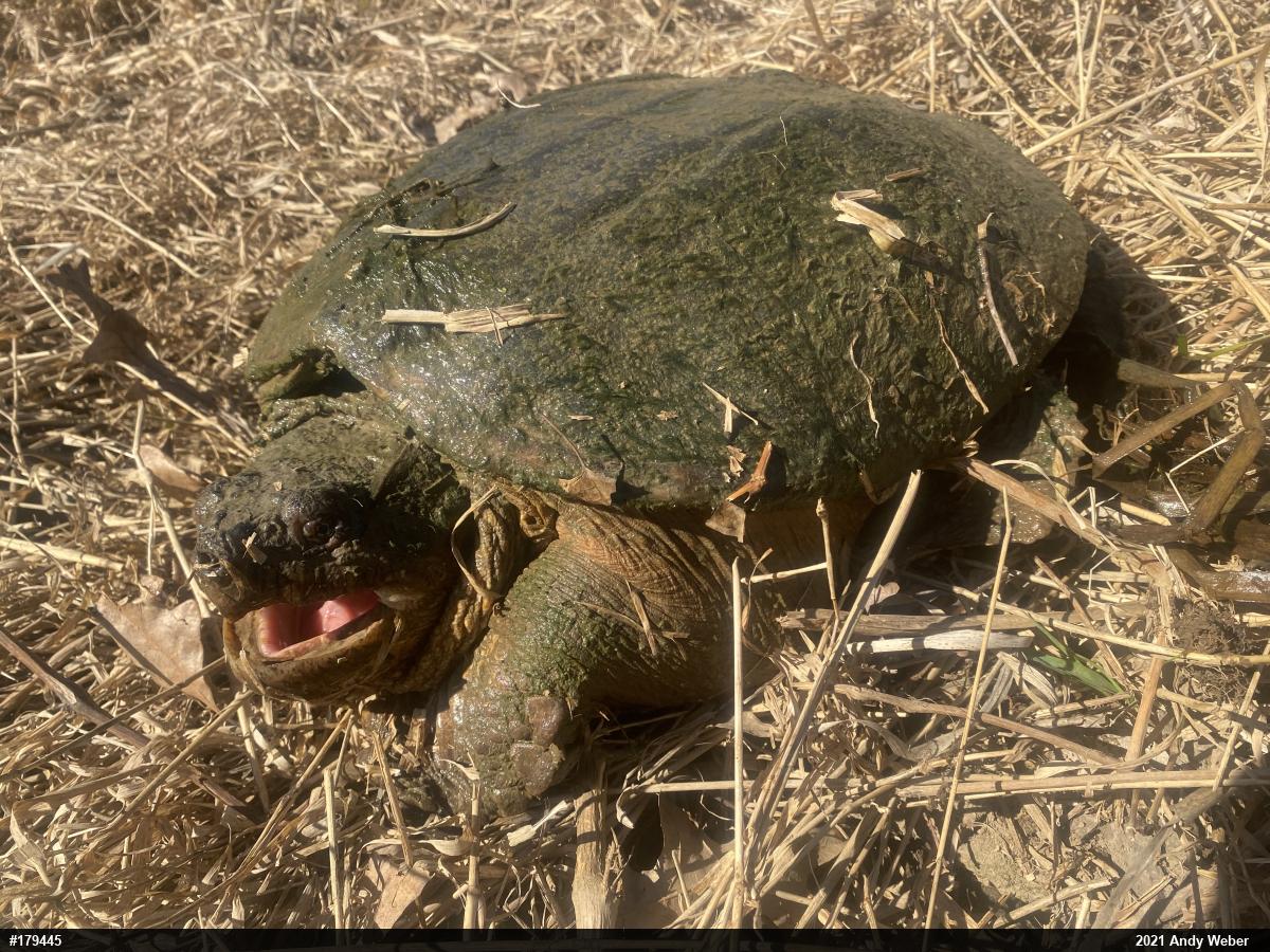 Snapping Turtle