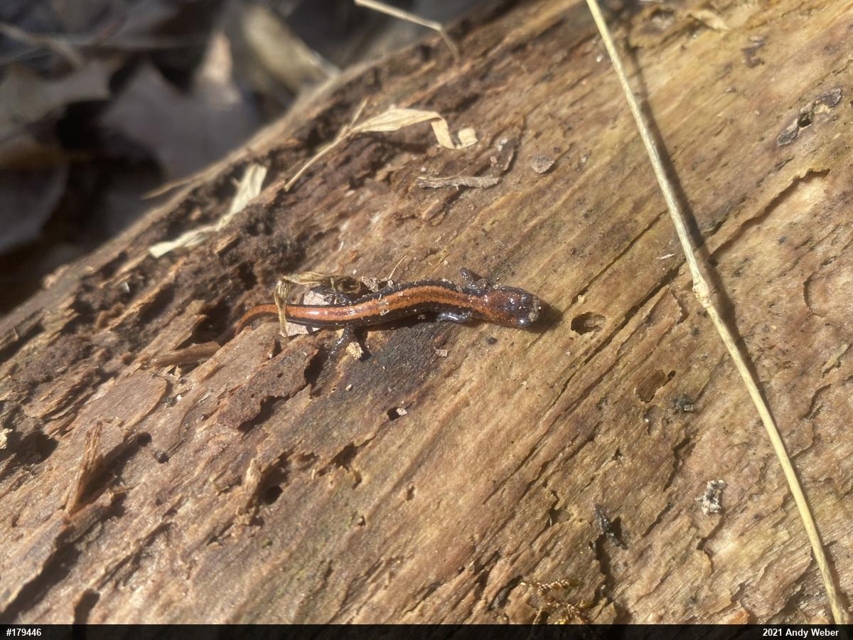 Eastern Red-backed  Salamander