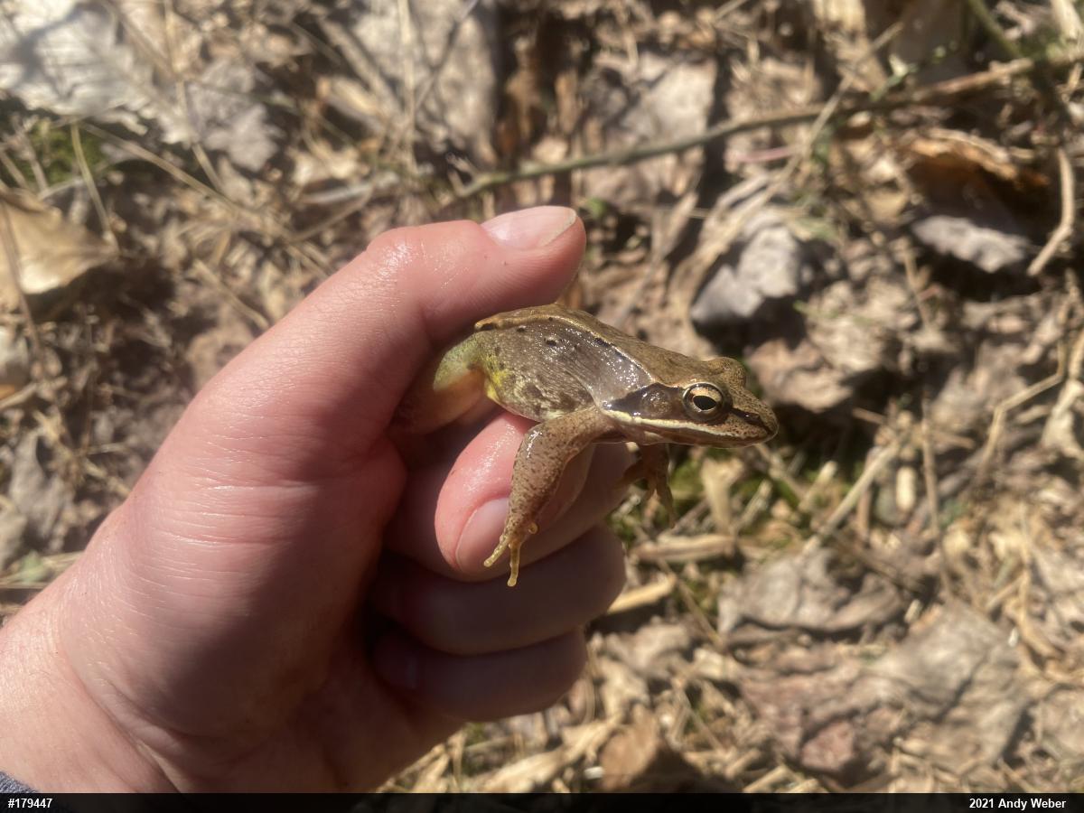Wood Frog