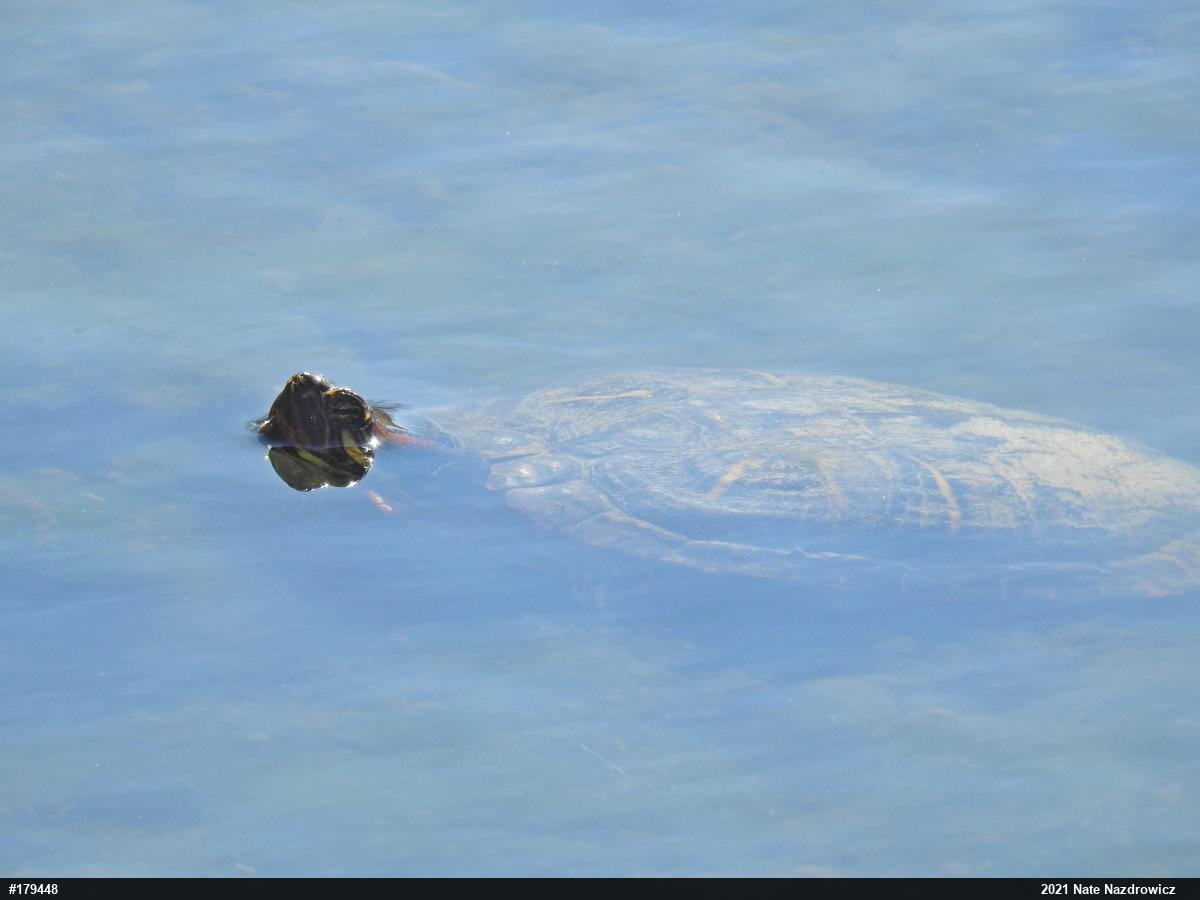 Red-eared Slider