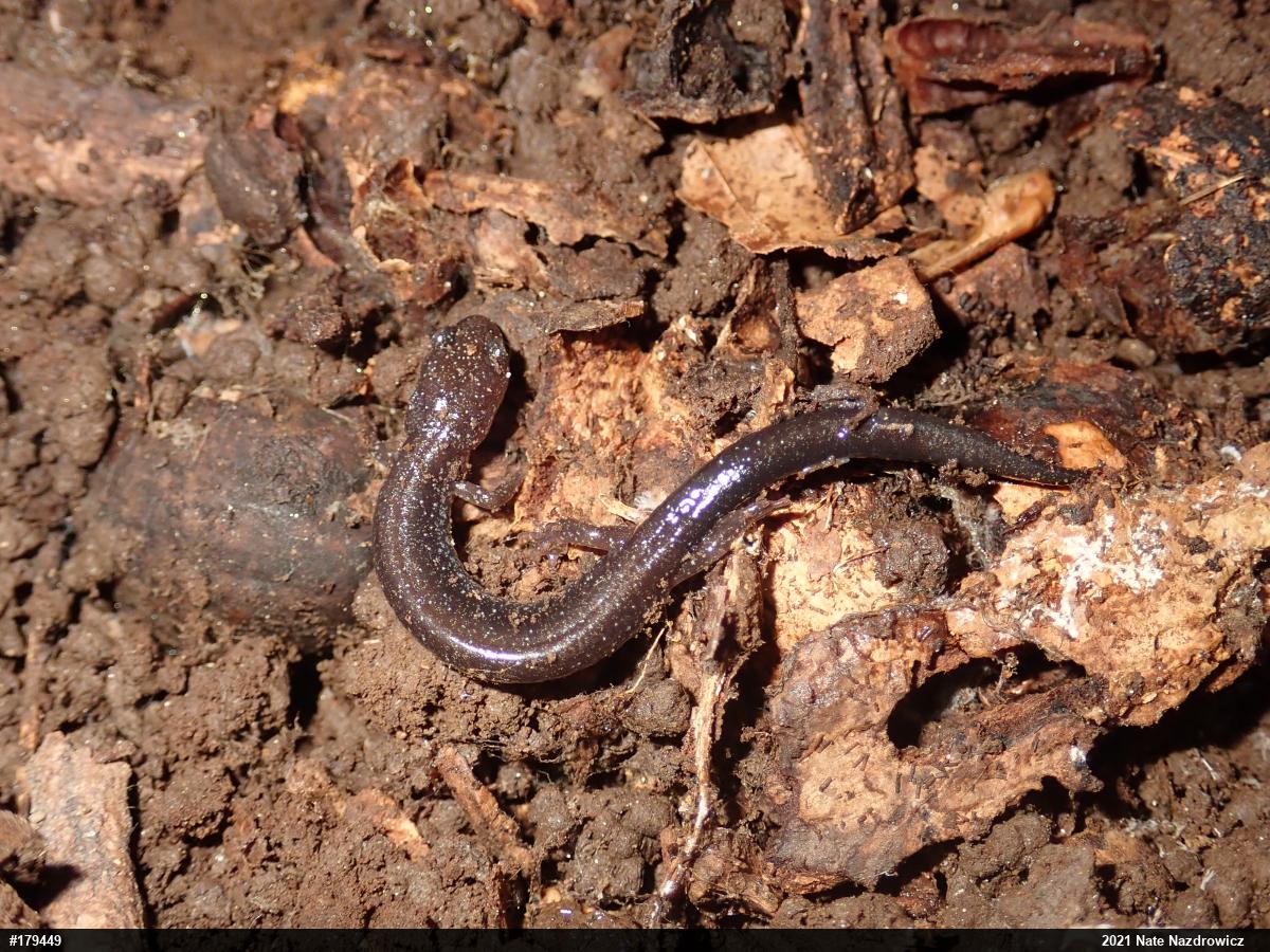 Eastern Red-backed  Salamander