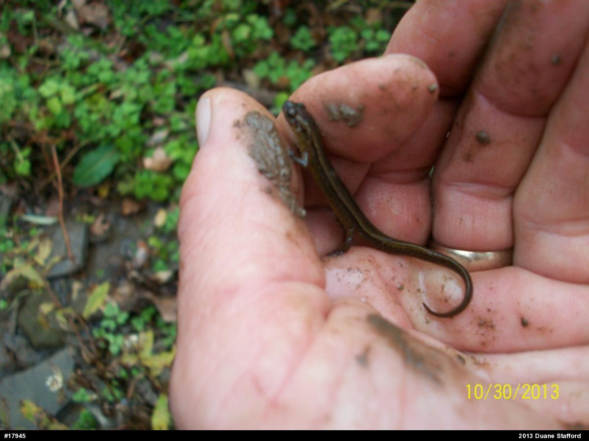 Northern Two-lined Salamander