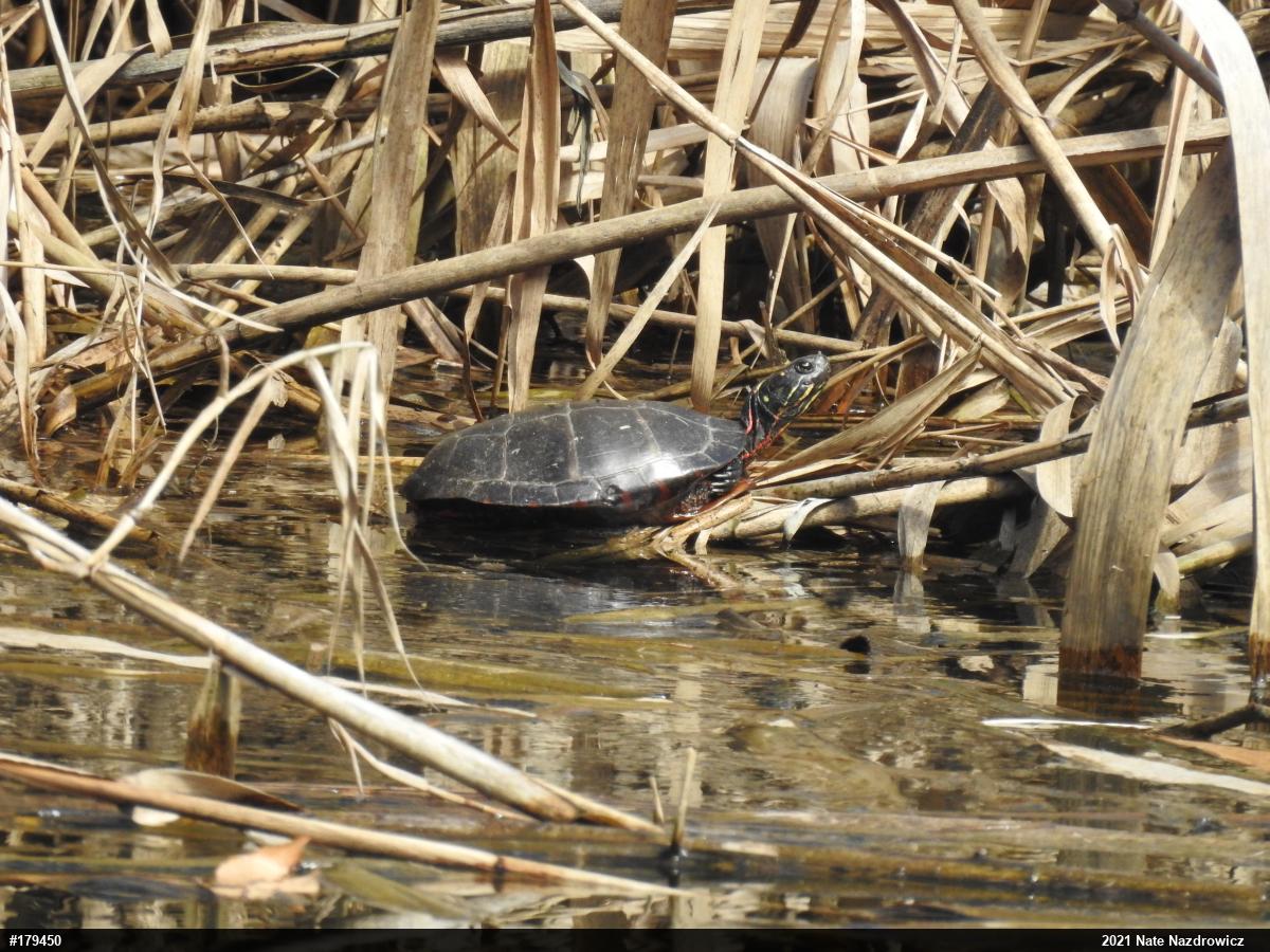 Eastern Painted Turtle