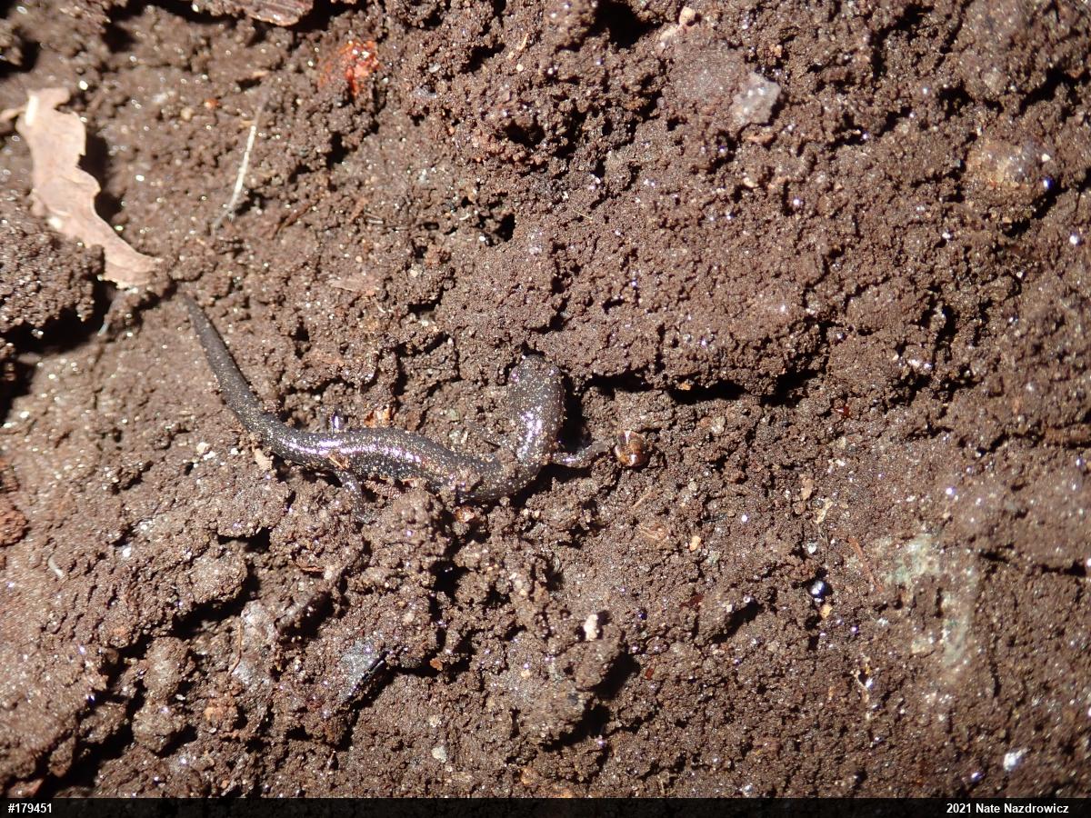 Eastern Red-backed  Salamander