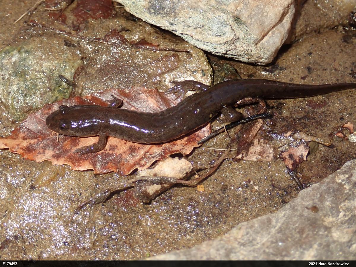 Northern Dusky Salamander