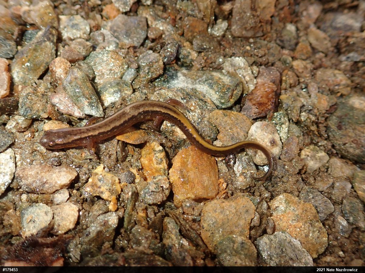 Northern Two-lined Salamander