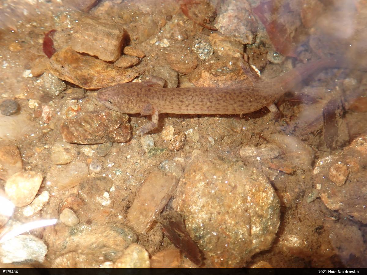 Northern Red Salamander