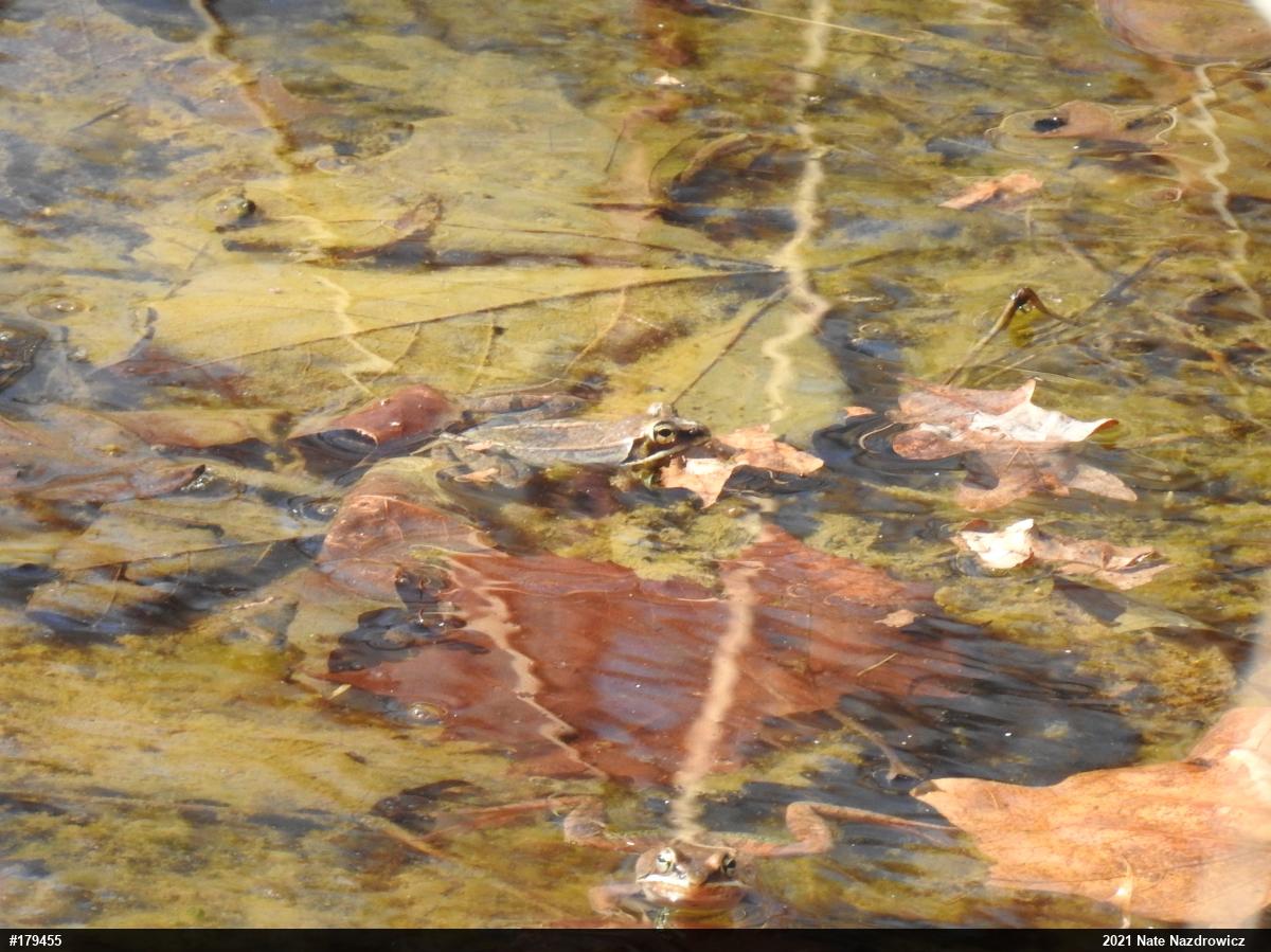 Wood Frog