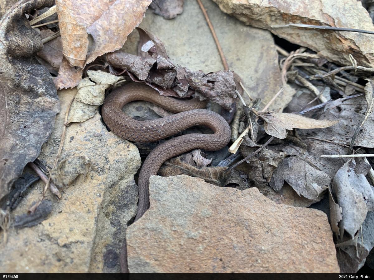 Red-bellied Snake