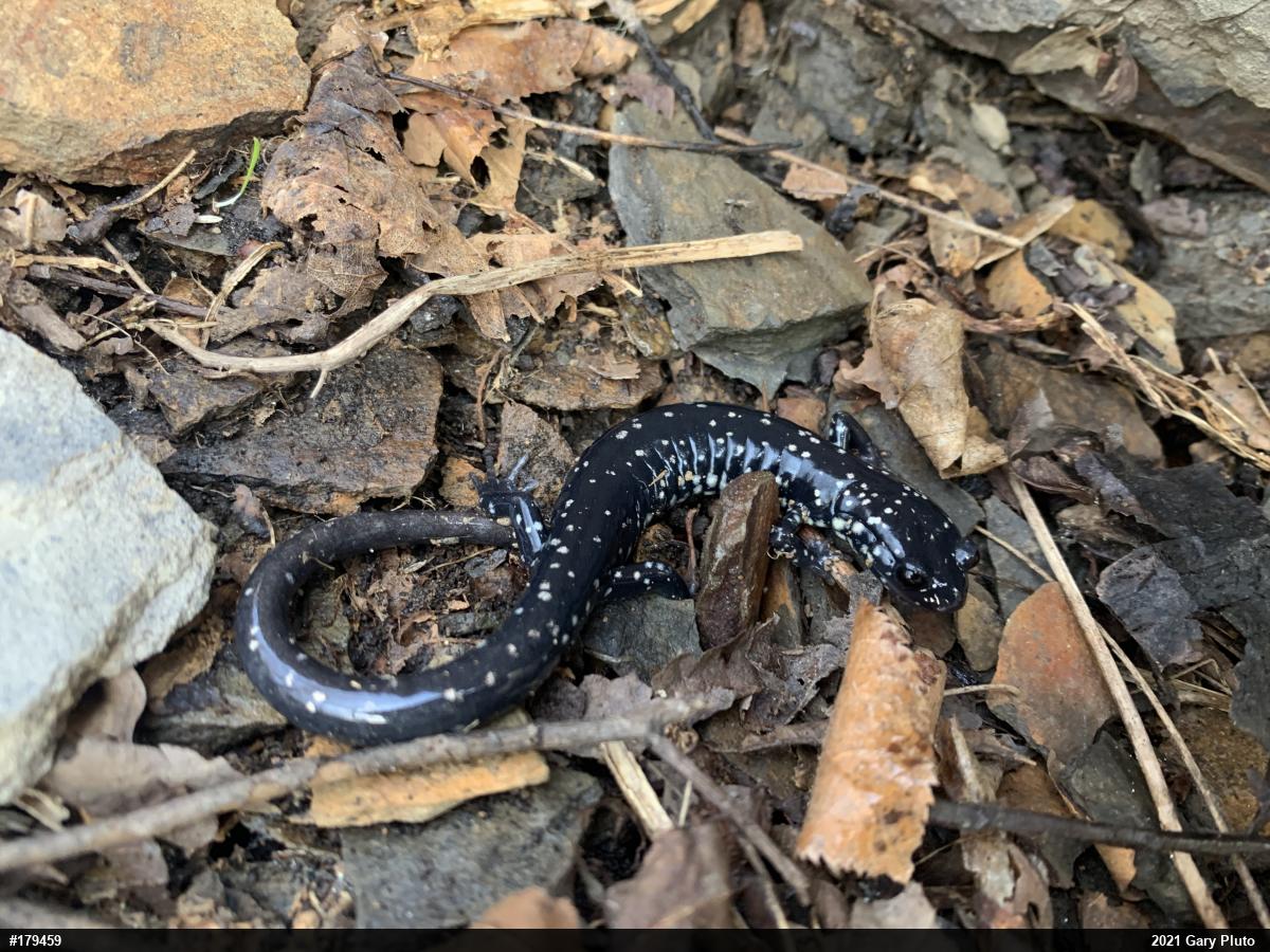 Northern Slimy Salamander