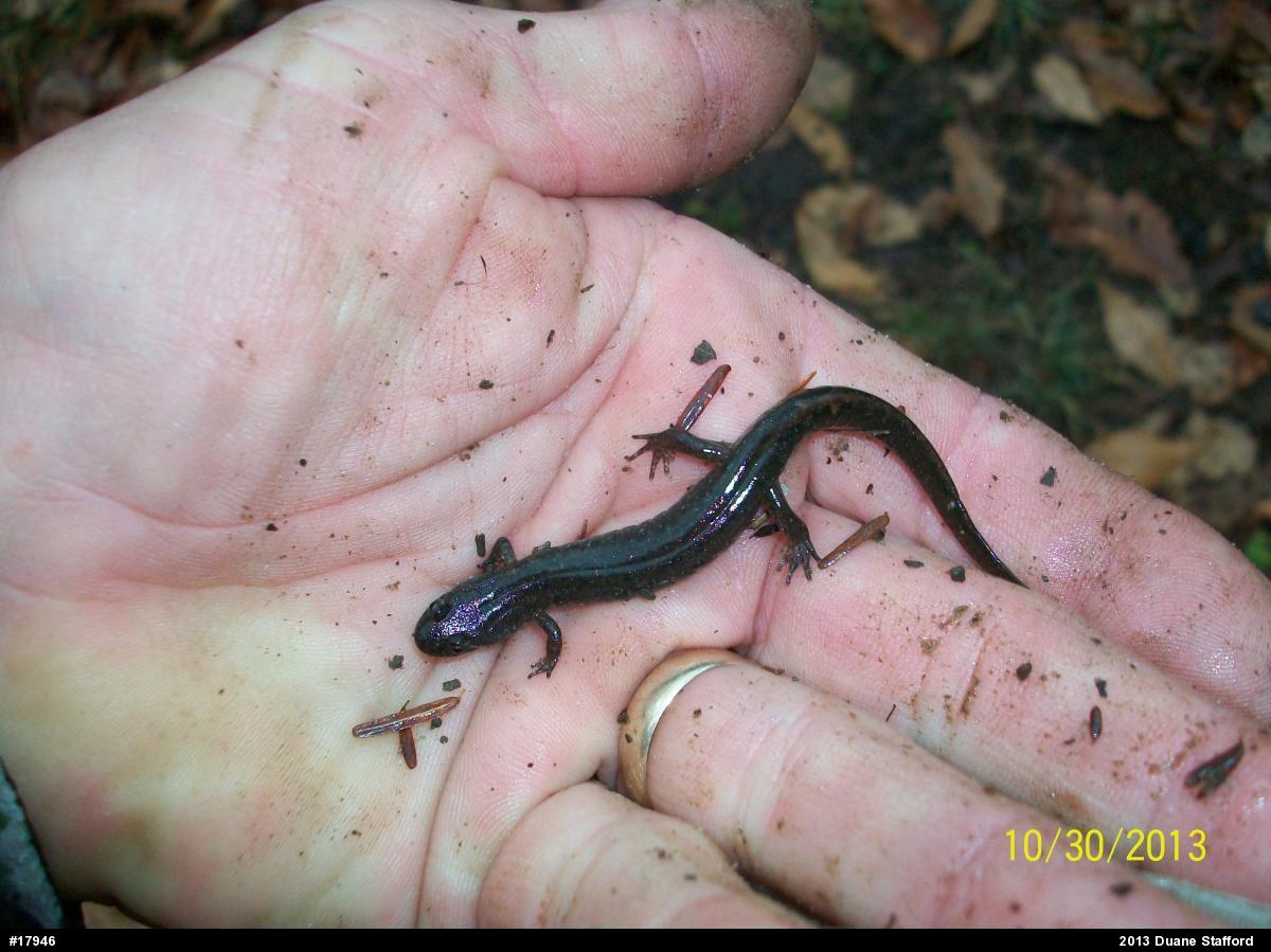 Northern Dusky Salamander
