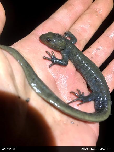 Jefferson Salamander