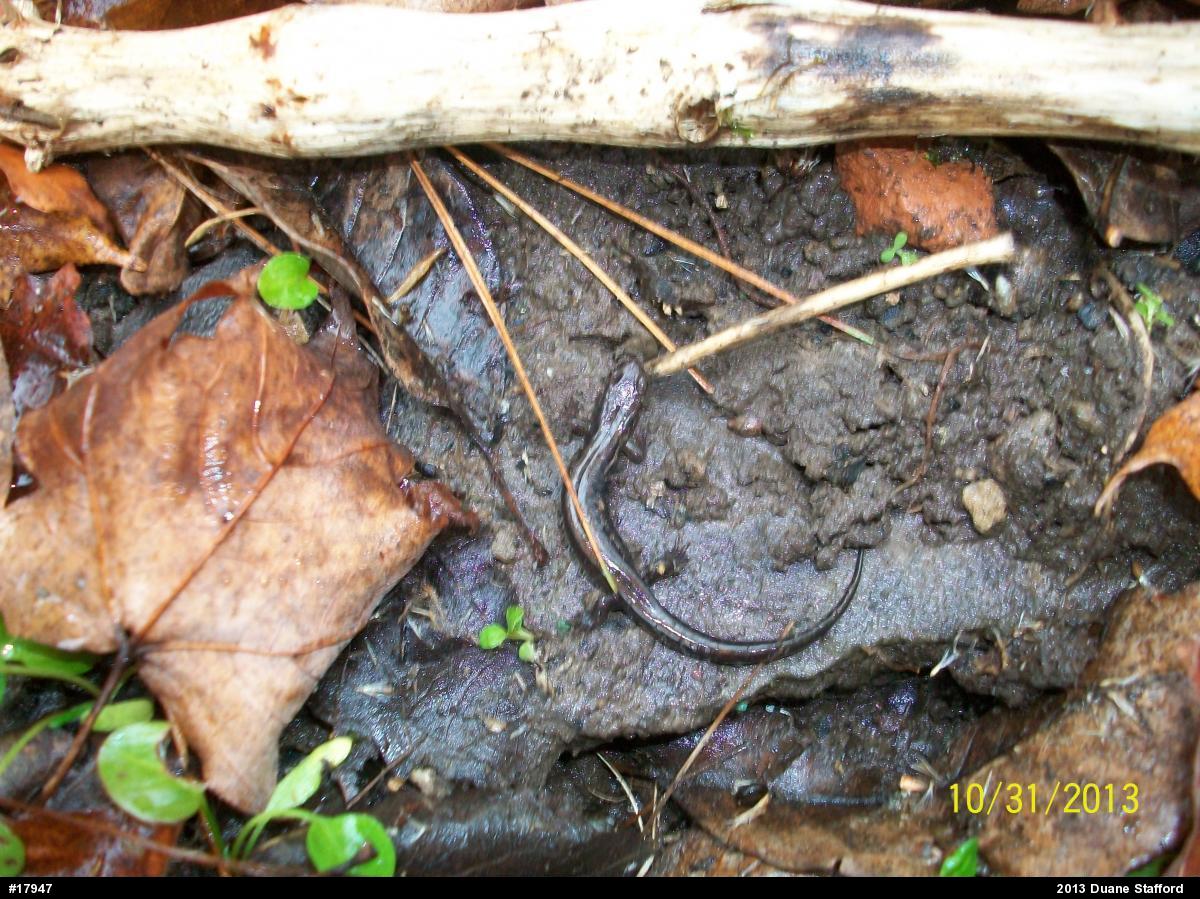 Allegheny Mountain Dusky Salamander