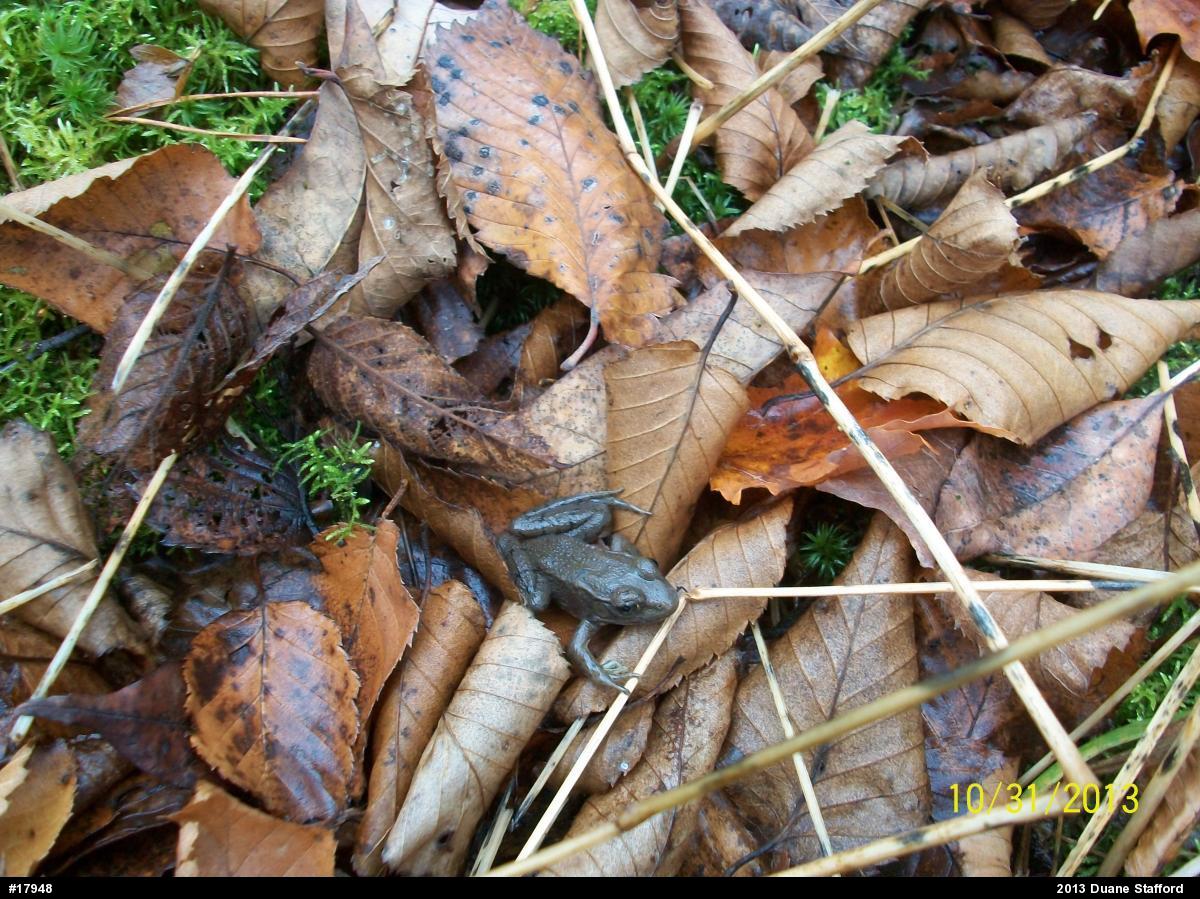 Green Frog