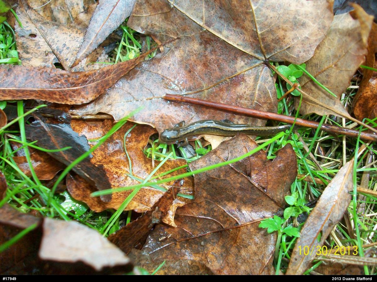 Northern Two-lined Salamander