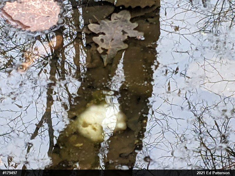 Spotted Salamander